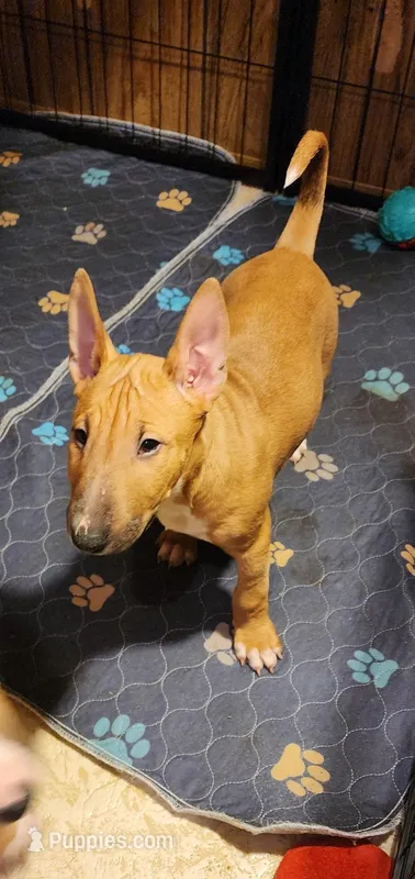 Mid Spice – Bull Terrier puppy for sale in Drain, OR