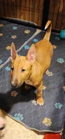 Mid Spice, a female Bull Terrier for sale in Drain, OR – 1 of 4