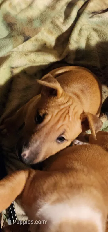 Mid Spice – Bull Terrier puppy for sale in Drain, OR