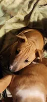 Mid Spice, a female Bull Terrier for sale in Drain, OR – 2 of 4
