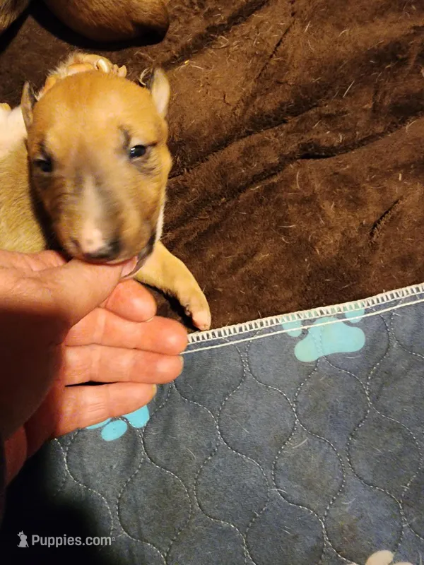 Mid Spice – Bull Terrier puppy for sale in Drain, OR
