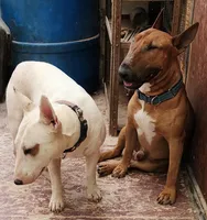 Mid Spice, a female Bull Terrier for sale in Drain, OR – Photo 2 of 2