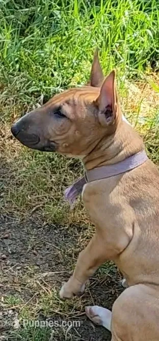 Mid Spice – Bull Terrier puppy for sale in Drain, OR