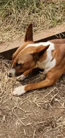 Nyla, a female Bull Terrier for sale in Drain, OR – 3 of 3