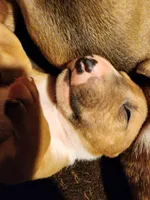 Sweet Bull, a male Bull Terrier for sale in Drain, OR – Photo 1 of 2