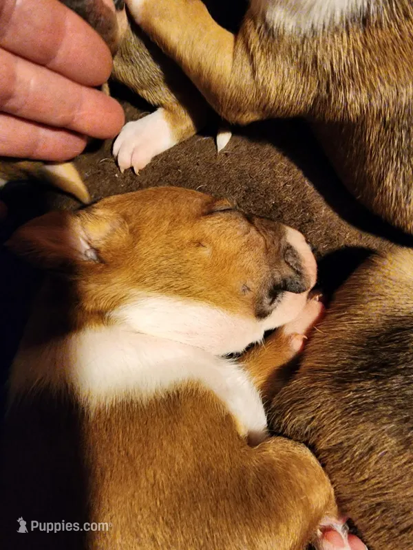 Smart Bull – Bull Terrier puppy for sale in Drain, OR