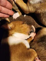 Smart Bull, a male Bull Terrier for sale in Drain, OR – Photo 1 of 2