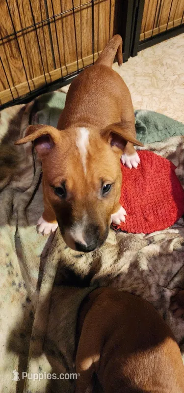 Smart Bull – Bull Terrier puppy for sale in Drain, OR