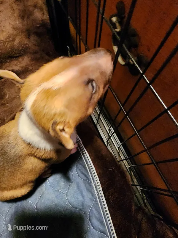 Mid Bull – Bull Terrier puppy for sale in Drain, OR