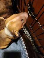 Mid Bull, a male Bull Terrier for sale in Drain, OR – Photo 1 of 2