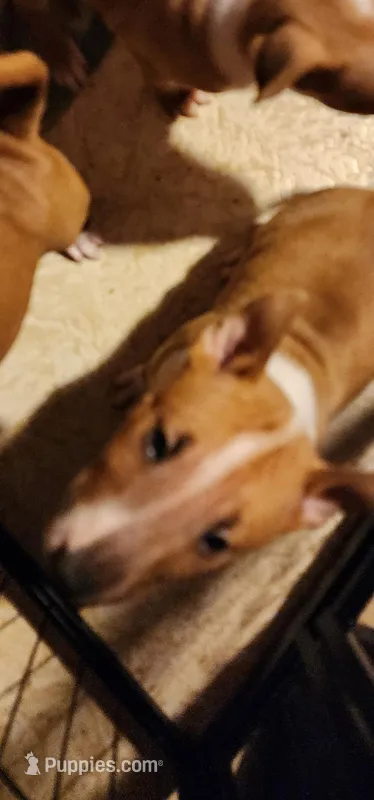 Mid Bull – Bull Terrier puppy for sale in Drain, OR