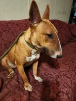 Nyla, a female Bull Terrier for sale in Drain, OR – 1 of 3