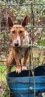 Nyla, a female Bull Terrier for sale in Drain, OR – 2 of 3
