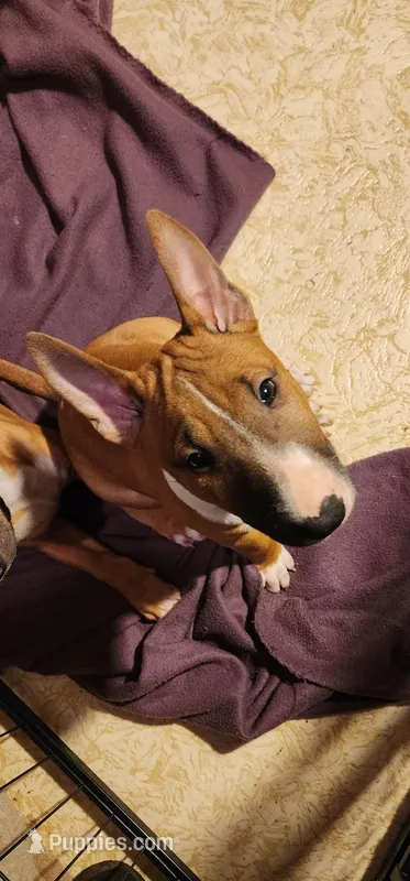 Spunky – Bull Terrier puppy for sale in Drain, OR