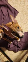 Spunky, a female Bull Terrier for sale in Drain, OR – 1 of 2