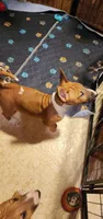 Spunky, a female Bull Terrier for sale in Drain, OR – 2 of 2