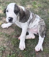 Female , a female Great Dane for sale in Clanton, AL – 8 of 10