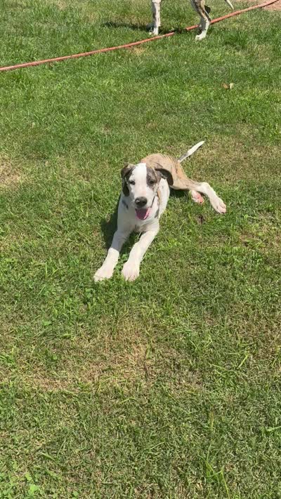 Male, a male Great Dane for sale in Clanton, AL – 8 of 9