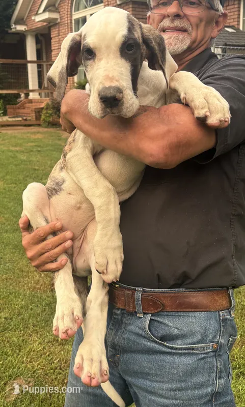 Female  – Great Dane puppy for sale in Clanton, AL