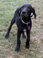 Male, a male Great Dane for sale in Clanton, AL – 7 of 10