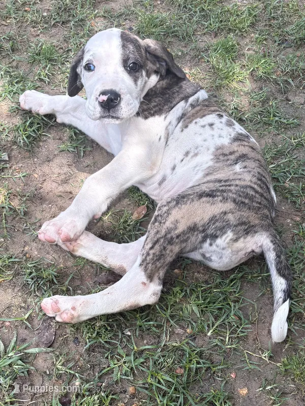 Male – Great Dane puppy for sale in Clanton, AL
