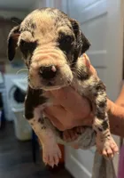 Male, a male Great Dane for sale in Clanton, AL – 8 of 10