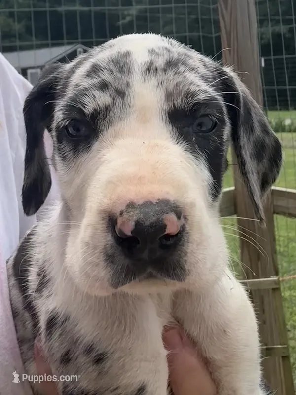 Female , a female Great Dane for sale in Clanton, AL – 1 of 6