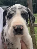Female , a female Great Dane for sale in Clanton, AL – 1 of 6
