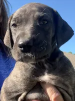 Female, a female Great Dane for sale in Clanton, AL – 6 of 10