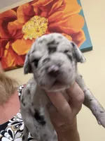 Male, a male Great Dane for sale in Clanton, AL – 3 of 10
