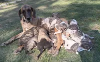 Female, a female Great Dane for sale in Clanton, AL – 9 of 10