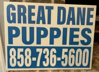Male, a male Great Dane for sale in Clanton, AL – 6 of 9