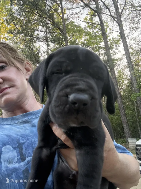 Female – Great Dane puppy for sale in Clanton, AL