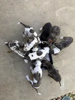 Female, a female Great Dane for sale in Clanton, AL – Photo 3 of 3