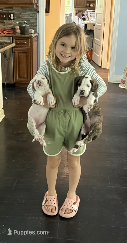 Female – Great Dane puppy for sale in Clanton, AL