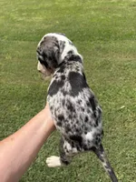 Female , a female Great Dane for sale in Clanton, AL – 5 of 6