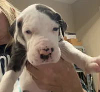 Male, a male Great Dane for sale in Clanton, AL – 4 of 10