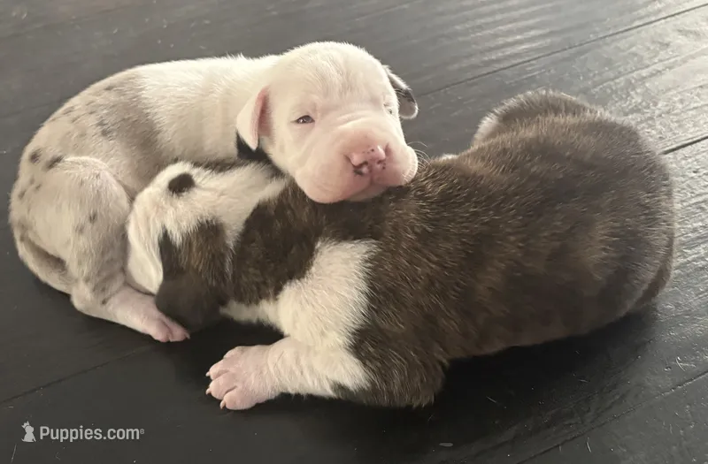 Male – Great Dane puppy for sale in Clanton, AL