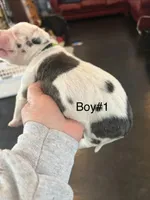 Male, a male Great Dane for sale in Clanton, AL – Photo 2 of 3