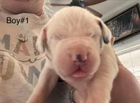 Male, a male Great Dane for sale in Clanton, AL – Photo 1 of 3