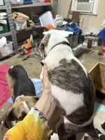 Female , a female Great Dane for sale in Clanton, AL – Photo 3 of 4