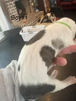 Male, a male Great Dane for sale in Clanton, AL – Photo 3 of 3