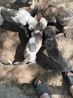 Female , a female Great Dane for sale in Clanton, AL – Photo 4 of 4