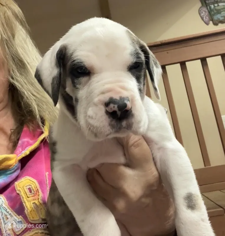 Female  – Great Dane puppy for sale in Clanton, AL