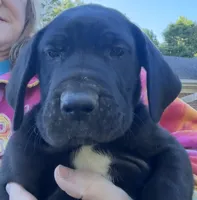 Female, a female Great Dane for sale in Clanton, AL – 2 of 10