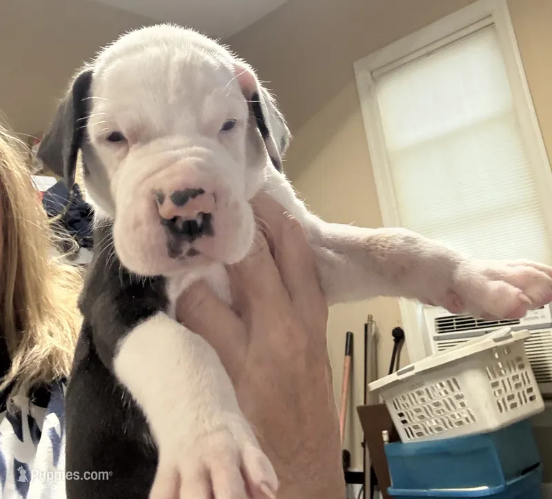 Male – Great Dane puppy for sale in Clanton, AL
