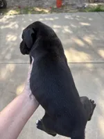 Female, a female Great Dane for sale in Clanton, AL – 5 of 10