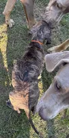 Female, a female Great Dane for sale in Clanton, AL – 10 of 10