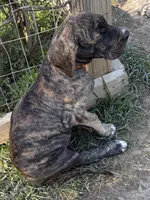 Female , a female Great Dane for sale in Clanton, AL – 7 of 10