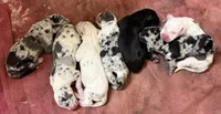 Male, a male Great Dane for sale in Clanton, AL – 3 of 9